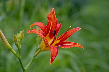 Fotos lirios de flores grandes libres de regalías | Pxfuel