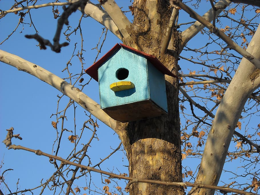 wooden house, wood, house, bird, bird house, tree, nature, birdhouse, branch, plant