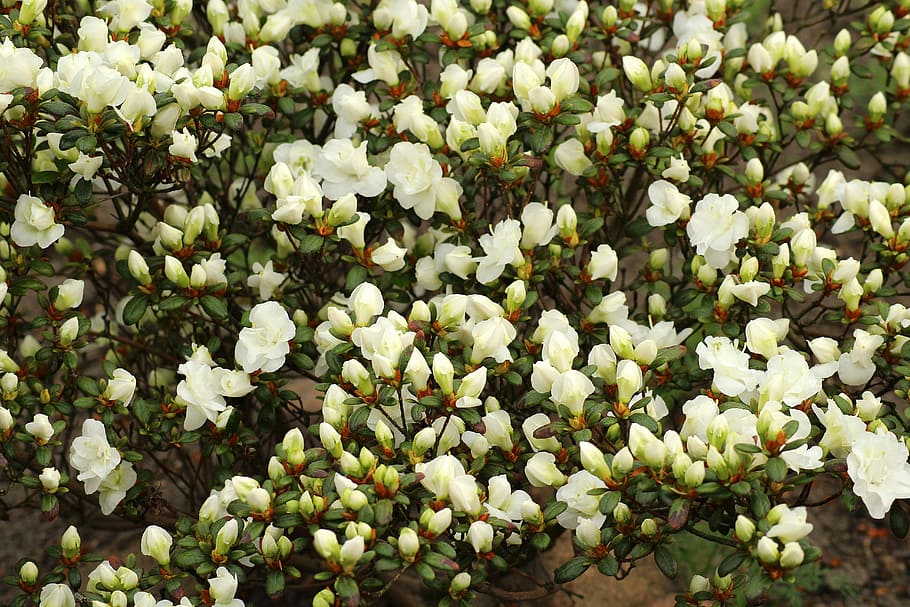 white petaled flowers, rhododendron, azalea, white flowers, boost, spring, bush, flowering, nature, azaleas