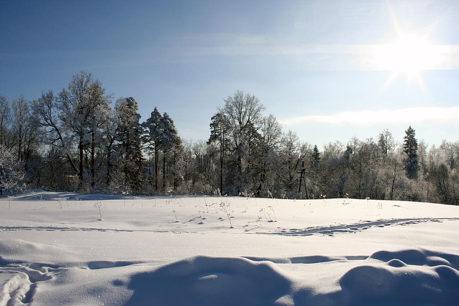musim dingin Rusia, musim dingin, zimushka, Rusia, keindahan, salju, embun beku, dingin, Gatchina, taman