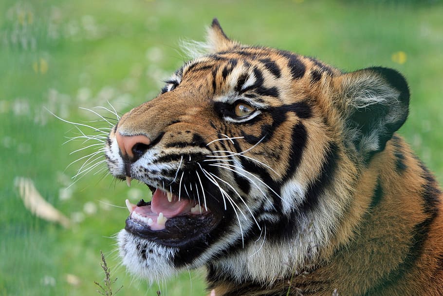animal photograph, bengal tiger, tiger, snarling, close-up, head, face, portrait, cat, feline