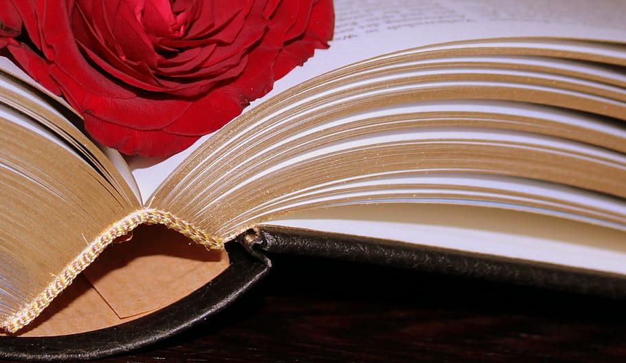 red, rose, book page, Book, Bound, Gold, Edge, Pages, gold edge, valuable