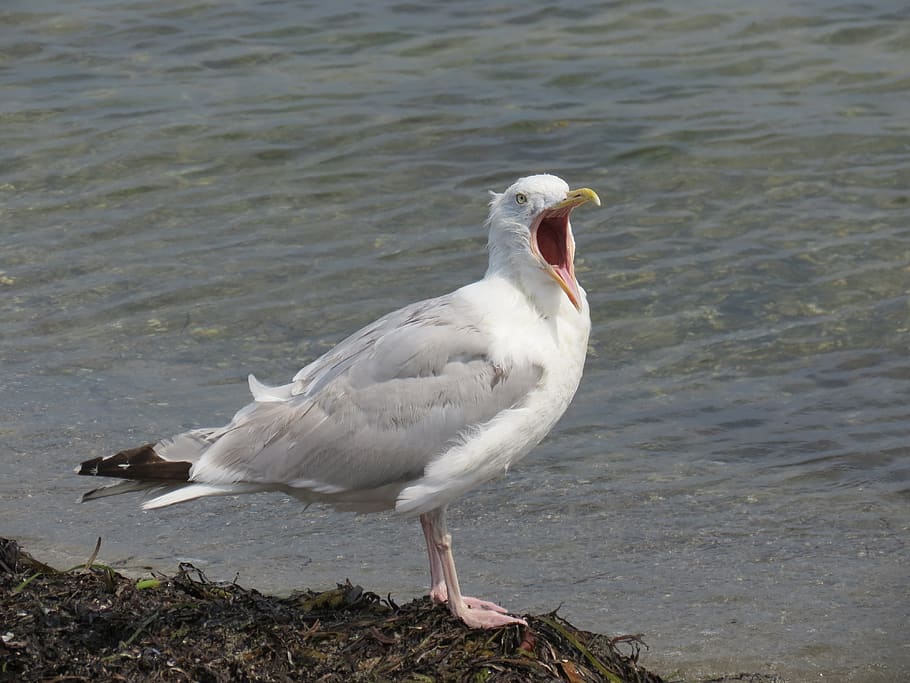 herring gull, baltic sea, beach, seagull, sea, bill, open, coast, animal themes, animal