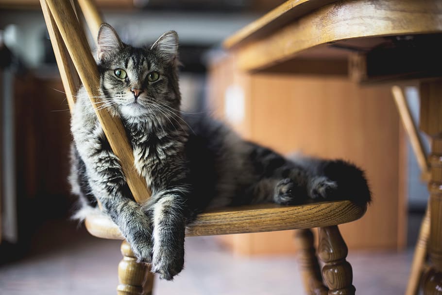 gray, tabby, cat, leaning, brown, wooden, chair, table, furniture, dining
