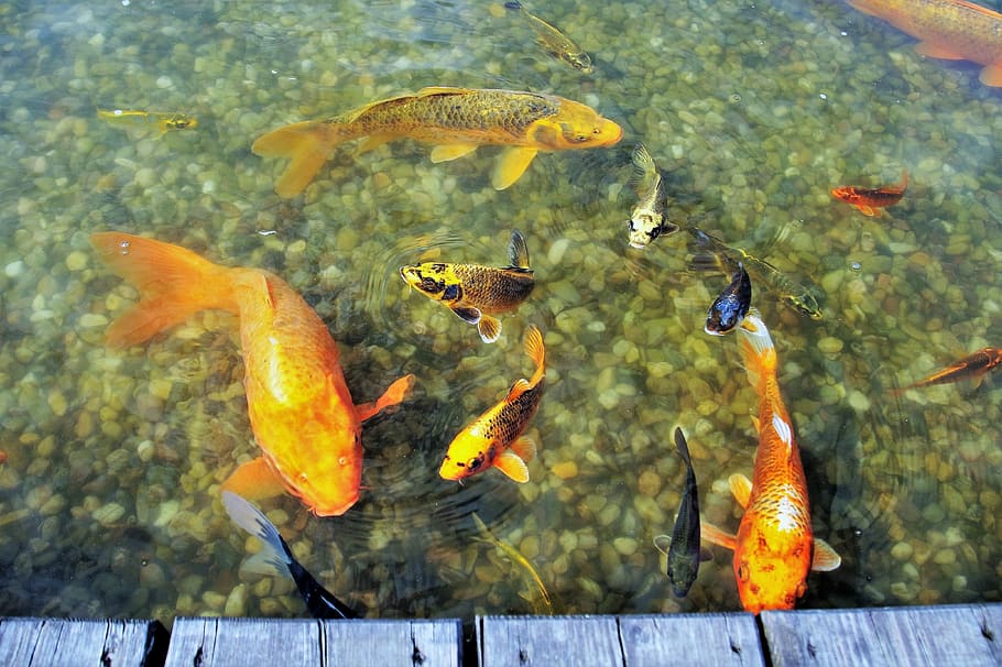 Fish, Goldfish, Koi, Koi, Koi Carp, Lagoon, koi, outdoors, animal themes, sea life, swimming