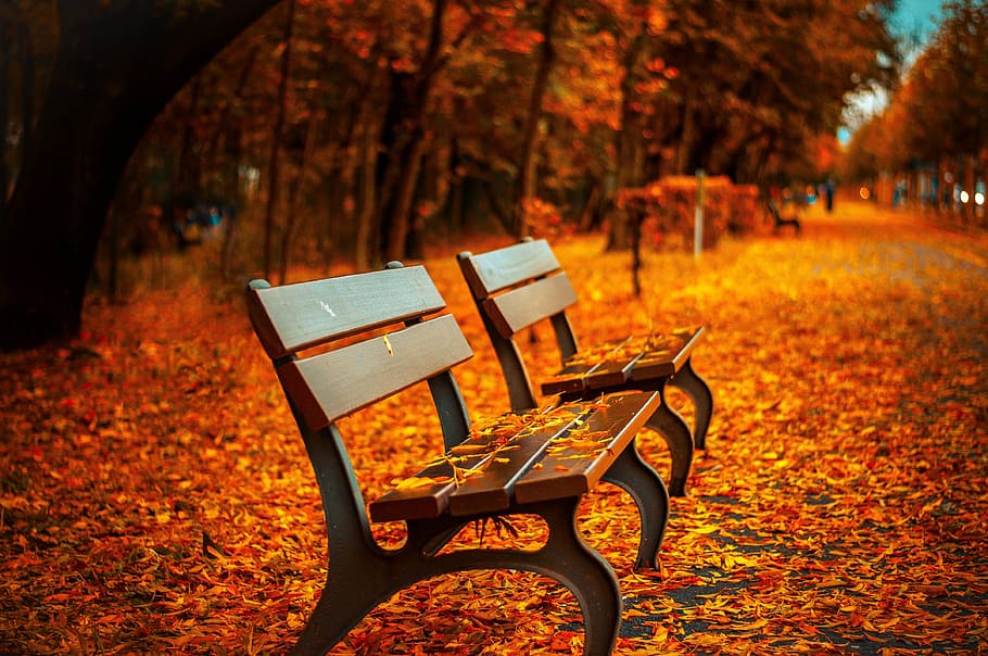 dua, coklat, kursi piknik, pohon, bangku, jatuh, taman, istirahat, duduk, musim gugur