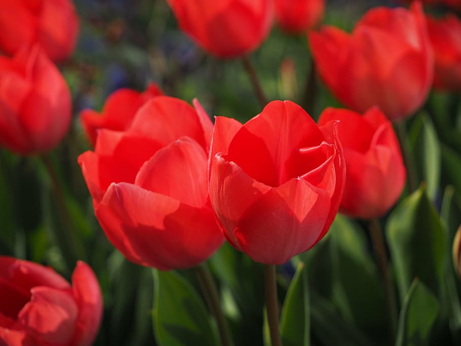 closed, red, tulips, flowers, spring, close, colorful, color, tulipa, lily