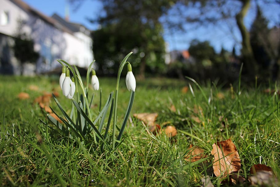 snowdrop, spring, signs of spring, flower, plant, flowers, harbingers of spring, growth, green color, grass