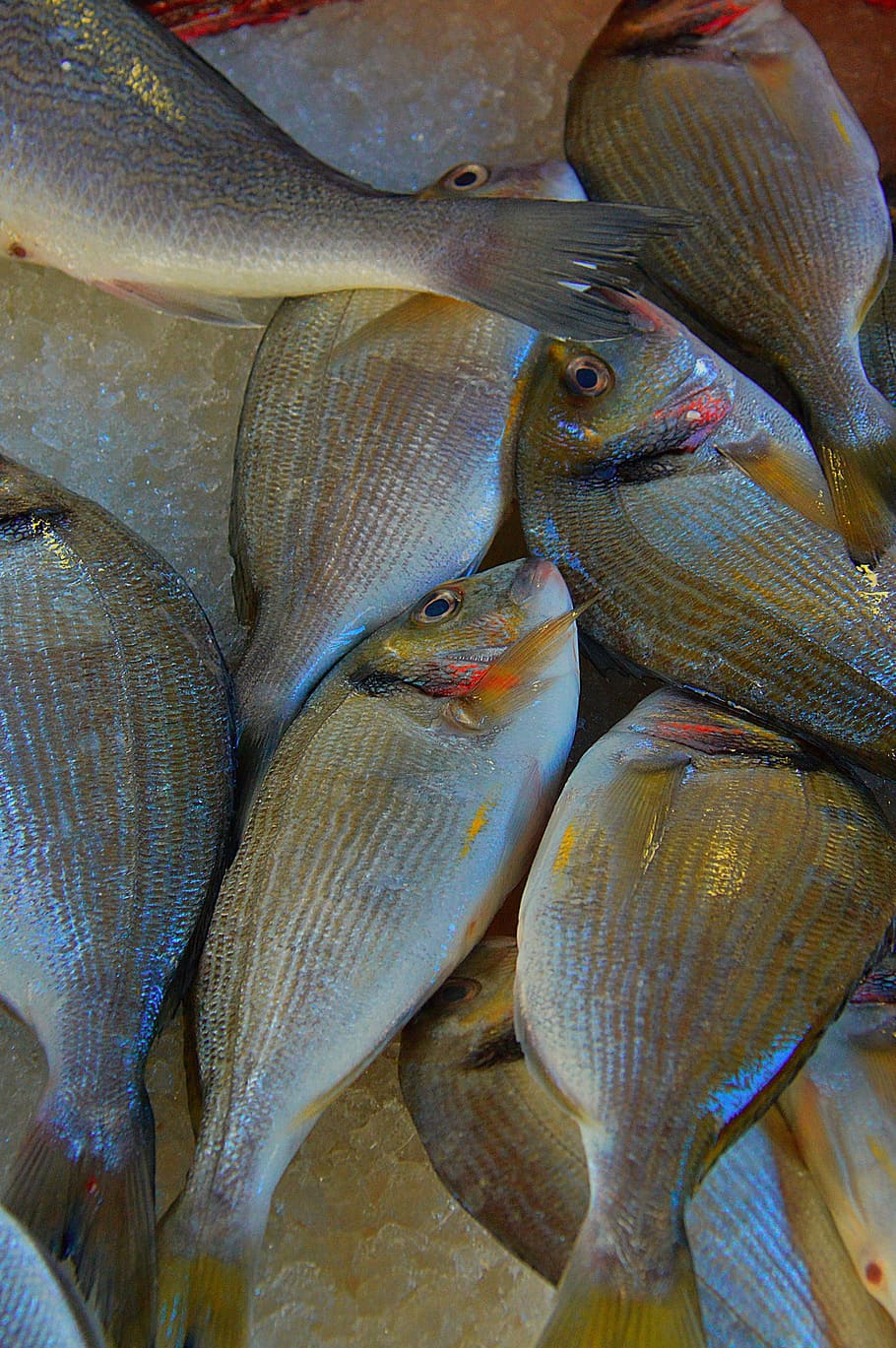 ikan, ikan laut, pasar ikan, buah tenge, laut, makhluk hidup, makhluk laut, makanan, makanan dan minuman, latar belakang