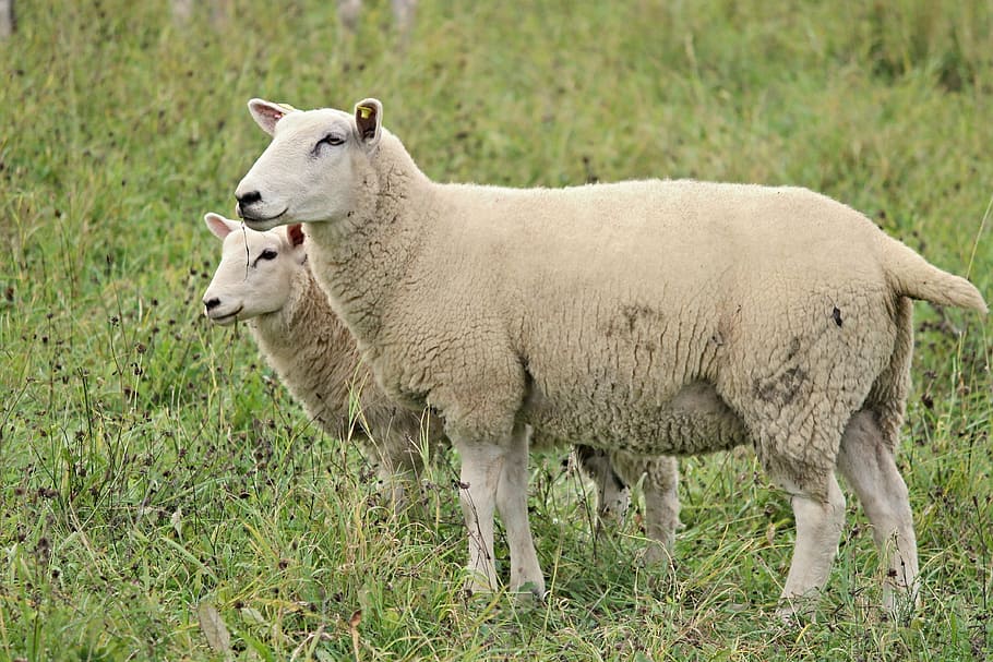 dos, ovejas, campo de hierba, lana, pieles, pastos, animales, agricultura, piel de oveja, cerca