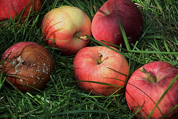 https://p1.pxfuel.com/preview/219/743/800/chose-apple-in-the-fall-fruit-spoils-sad-royalty-free-thumbnail.jpg