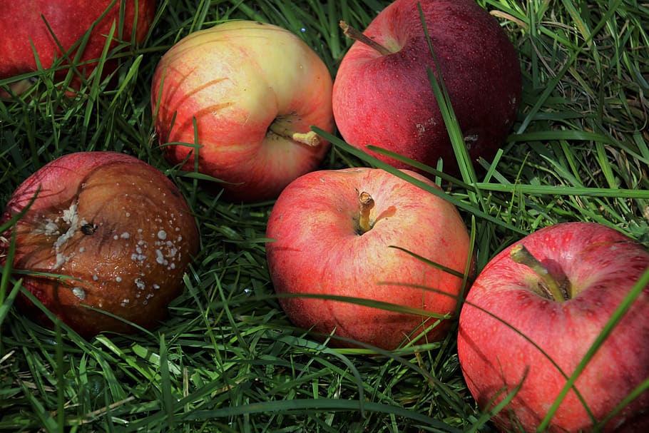 escolheu, maçã, no outono, fruta, estraga, triste, colapso, maçãs vermelhas, fruticultura, grama