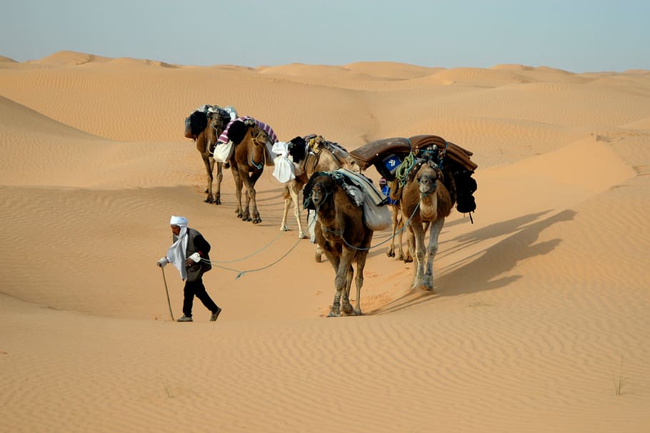 man, herd, camels, middle, desert field, Tunisia, Caravan, Desert, Sand, Sahara, desert