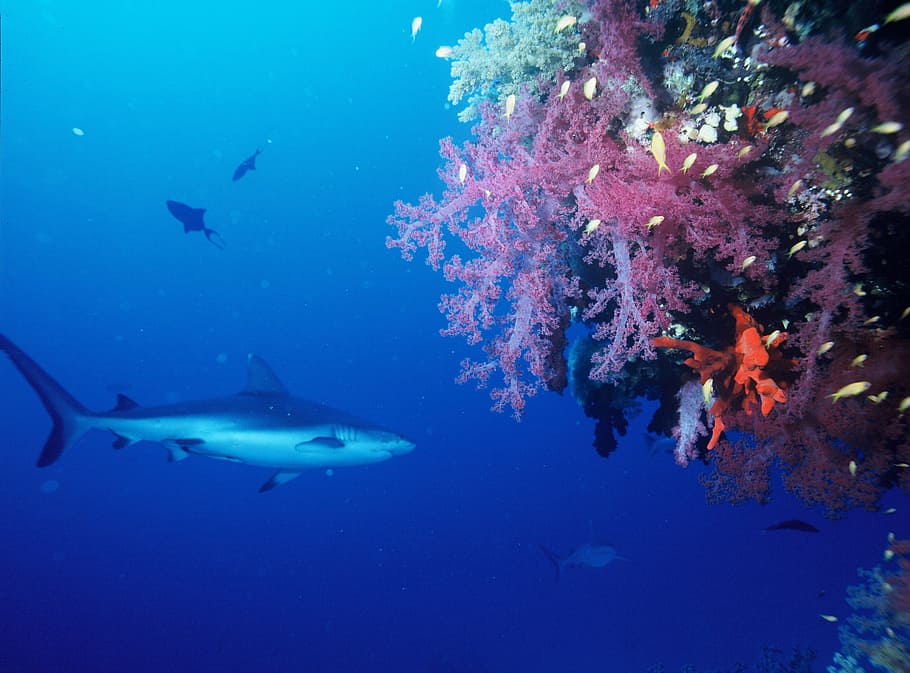 tubarão perto de corais, tubarão cinzento, peixe, predador, tubarão, natação, oceano, marinha, perigo, subaquática