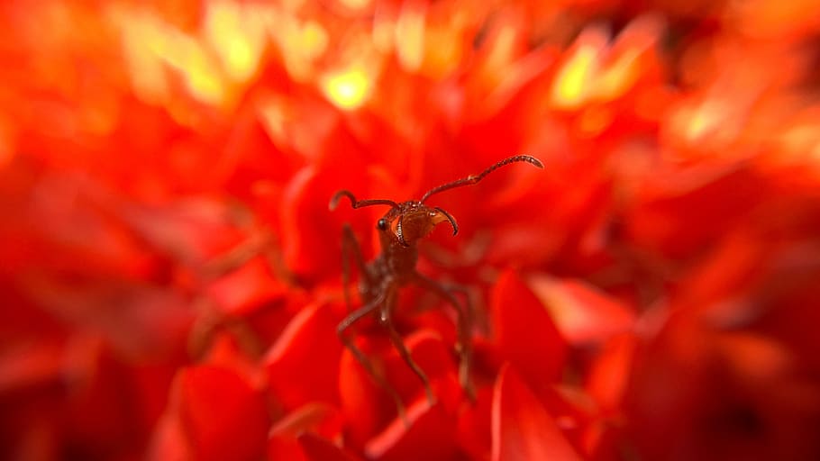 nature, flower, plant, color, garden, macro, closeup, ant, red, close-up