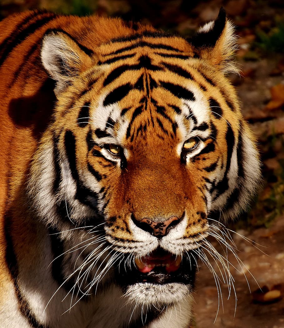 photography of tiger, tiger, predator, fur, beautiful, dangerous, cat, wildlife photography, animal world, tierpark hellabrunn