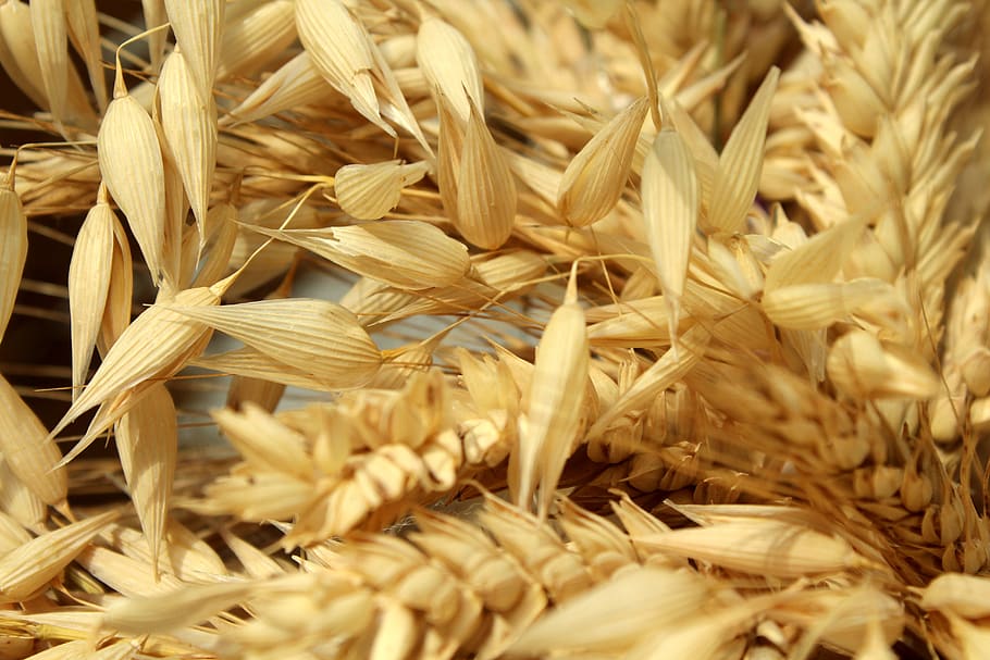 corn, harvest, ears, oats, barley, agriculture, the cultivation of, rye, collections, nature
