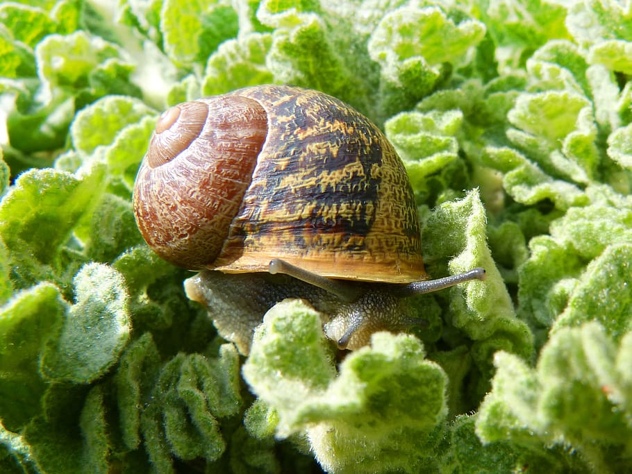 snail, gastropod, leaves, molluscum, cargol bover, mollusk, nature, green color, close-up, shell