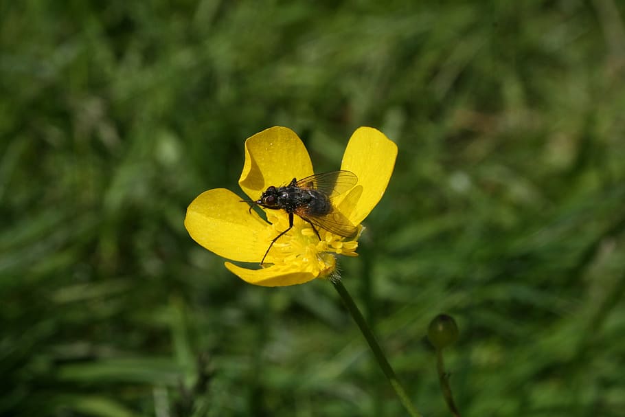 flue, norway, mountain trip, trøndelag, summer vacation, insect, invertebrate, yellow, one animal, plant