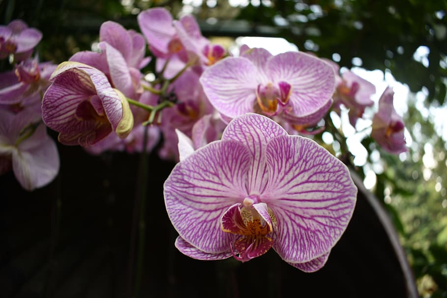 Orchid, Flower, Pink, Floral, Plant, orchid, flower, blossom, bloom, botany, garden