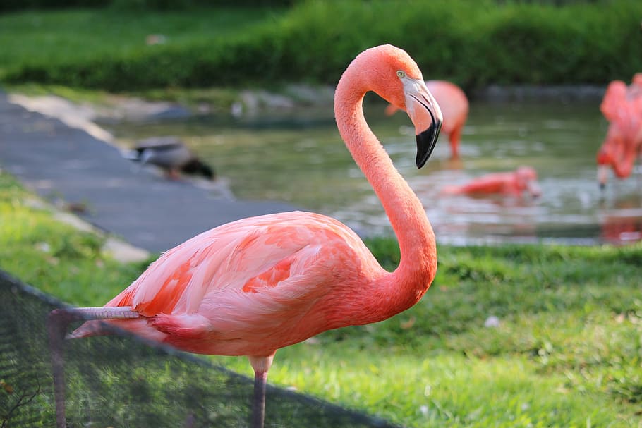 terfokus, foto, flamingo, san diego, kebun binatang, burung, tropis, california, pink, margasatwa