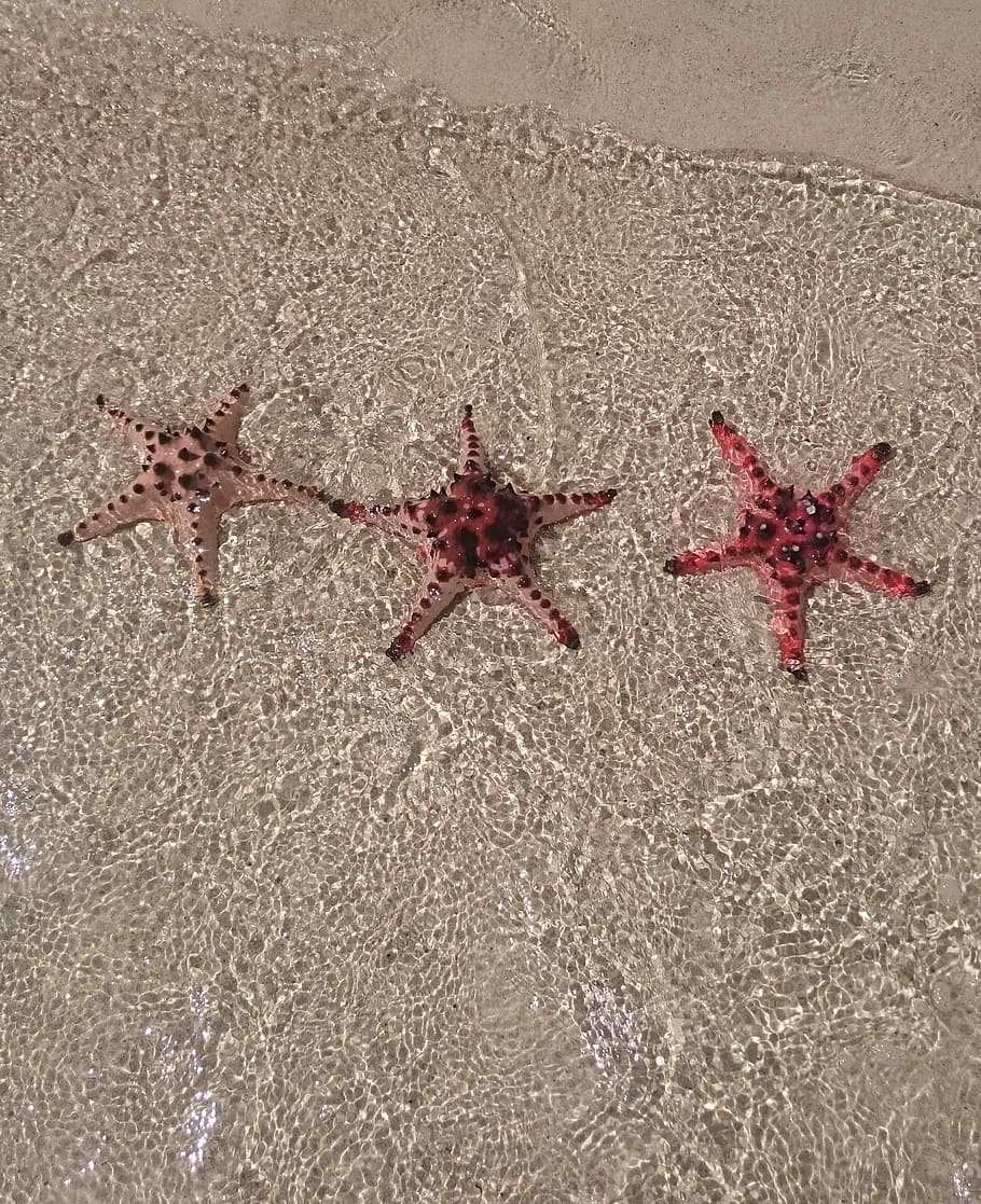 Sea Star, Star, Beach, Ocean, sea, summer, nature, sand, sea shell, starfish