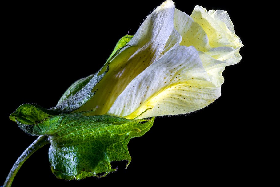 Cotton, Flower, Blossom, Bloom, cotton flower, white, black background, green color, studio shot, close-up