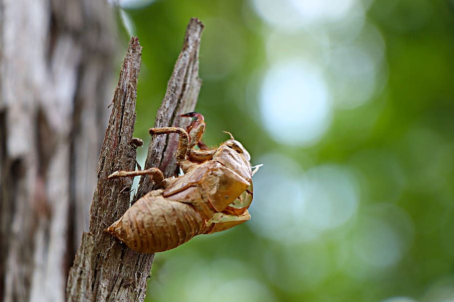 cicada, chantui, the cicada shell, summer, metamorphosis, insect, 金蝉脱壳, hatched, life, animal wildlife