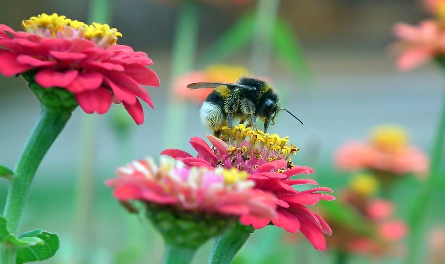 abejorro, insecto, flores, estaño, macro, verano, naturaleza, ala, polen, jardín