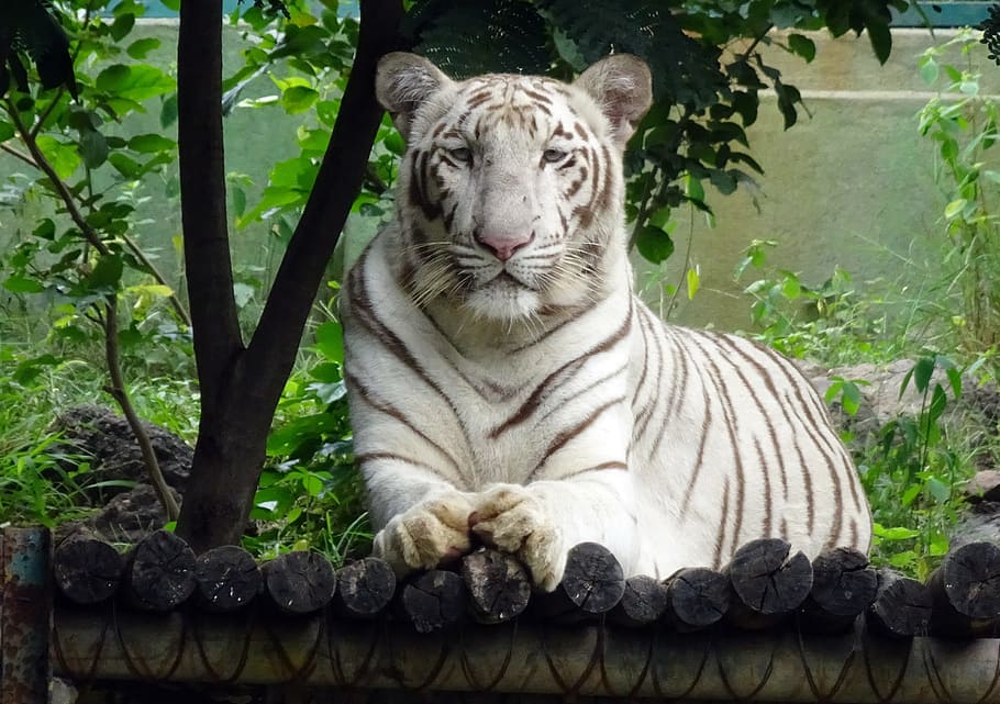albino tiger, lying, tree, tiger, white tiger, cat, animal, wildlife, wild, feline