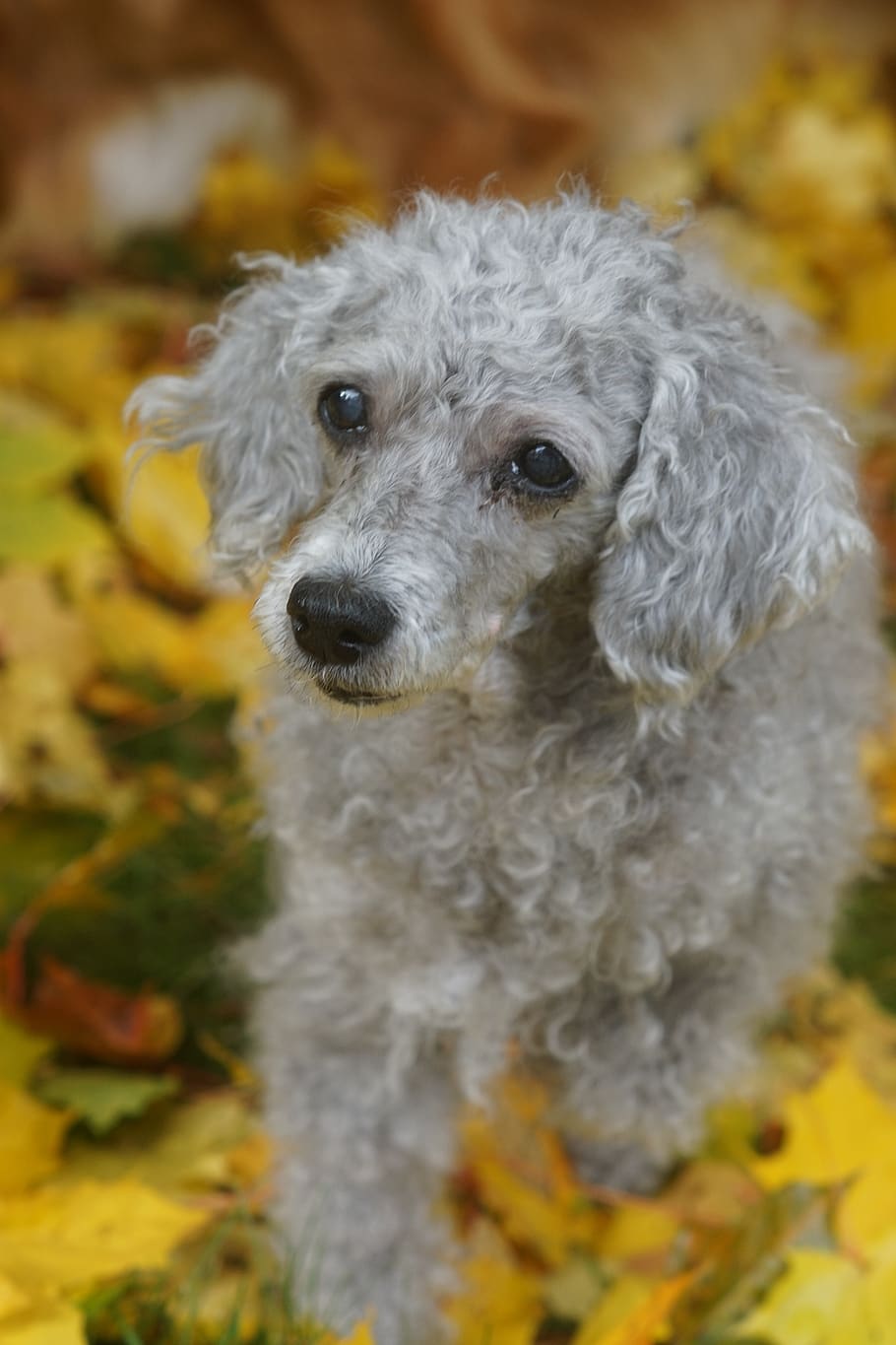 the poodle, dog, old, autumn, leaf, gray, poodle, one animal, animal themes, animal