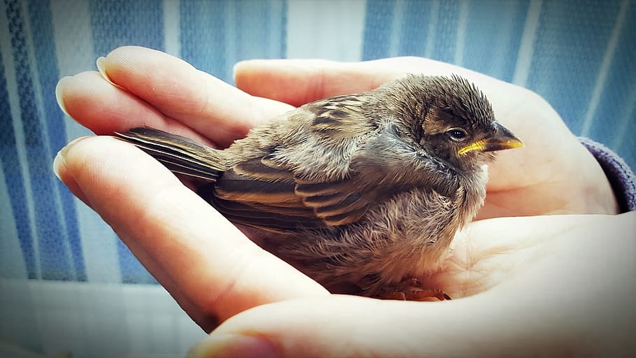 close-up photography, person, holding, fledgling sparrow, Sparrow, Bird, Macro, Nature, Feed, Beak