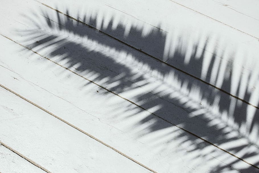 sombra, Folha de palmeira, folha, folhas, luz solar, palma sagu, palma, inverno, neve, ao ar livre