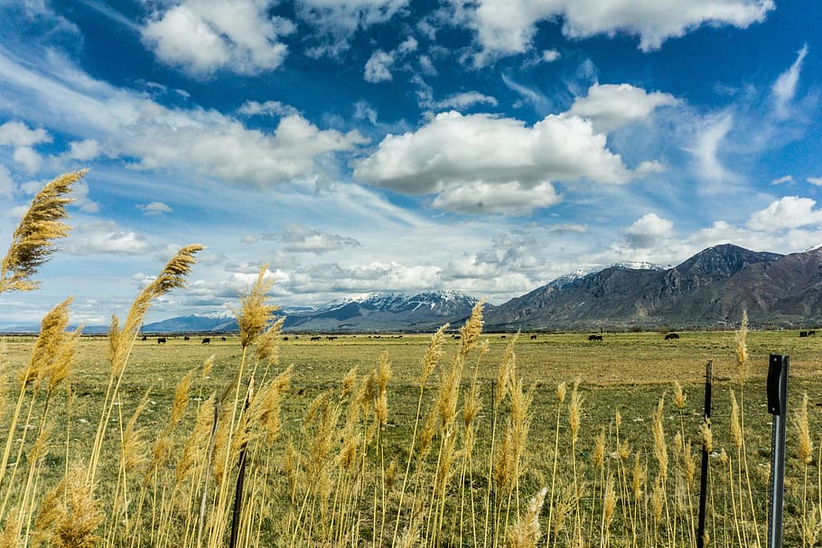 pessoa mostrando grãos, campo, feno, azul, céu, nuvens, verde, grama, montanha, natureza