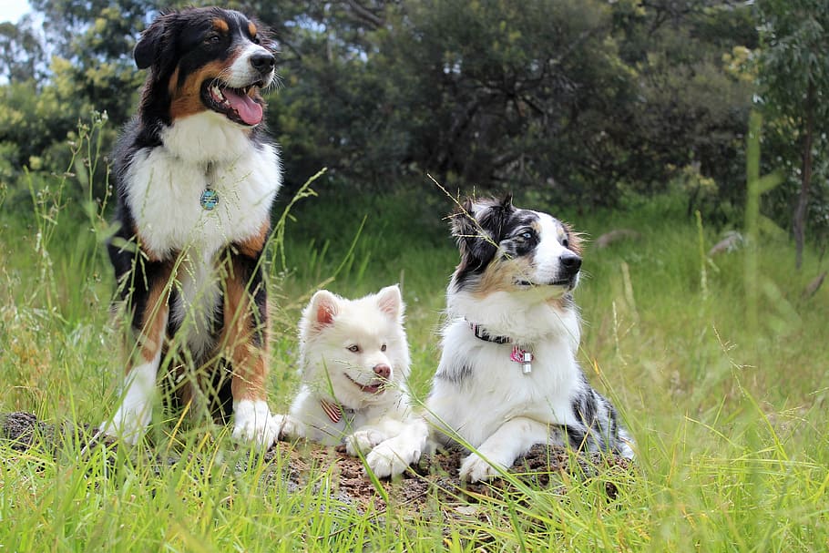 australian shepherd, white, siberian, husky, puppy, prone, stand, grass field, daytime, dogs