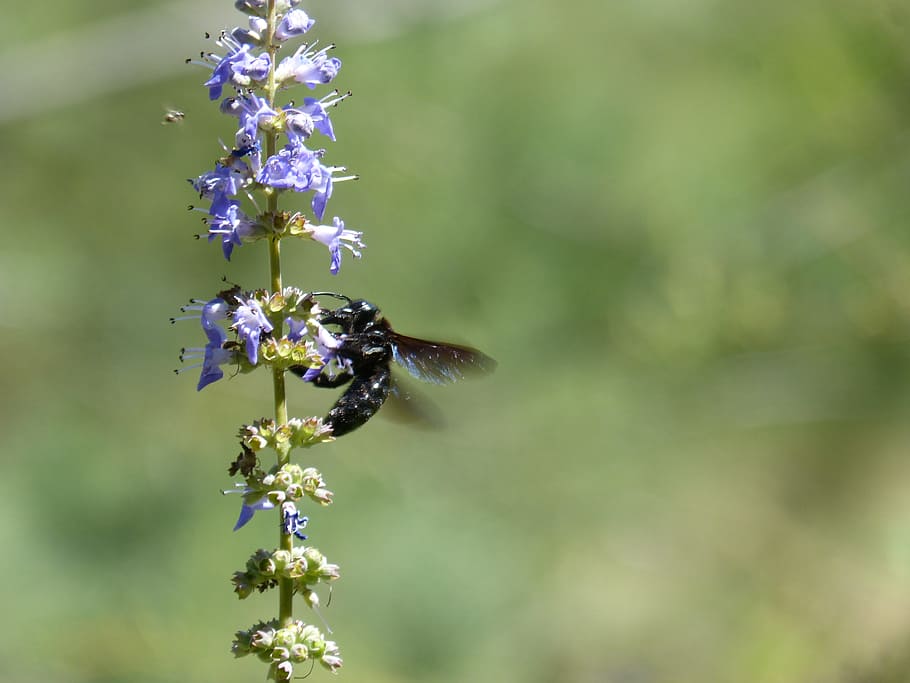 drone, drone black, xylocopa violacea, bumblebee, libar, flower, flowering plant, plant, fragility, freshness