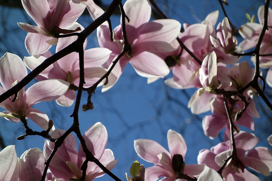 blossom, bloom, plant, magnolia, flower, nature, flora, sky, blue, blossoming wreath
