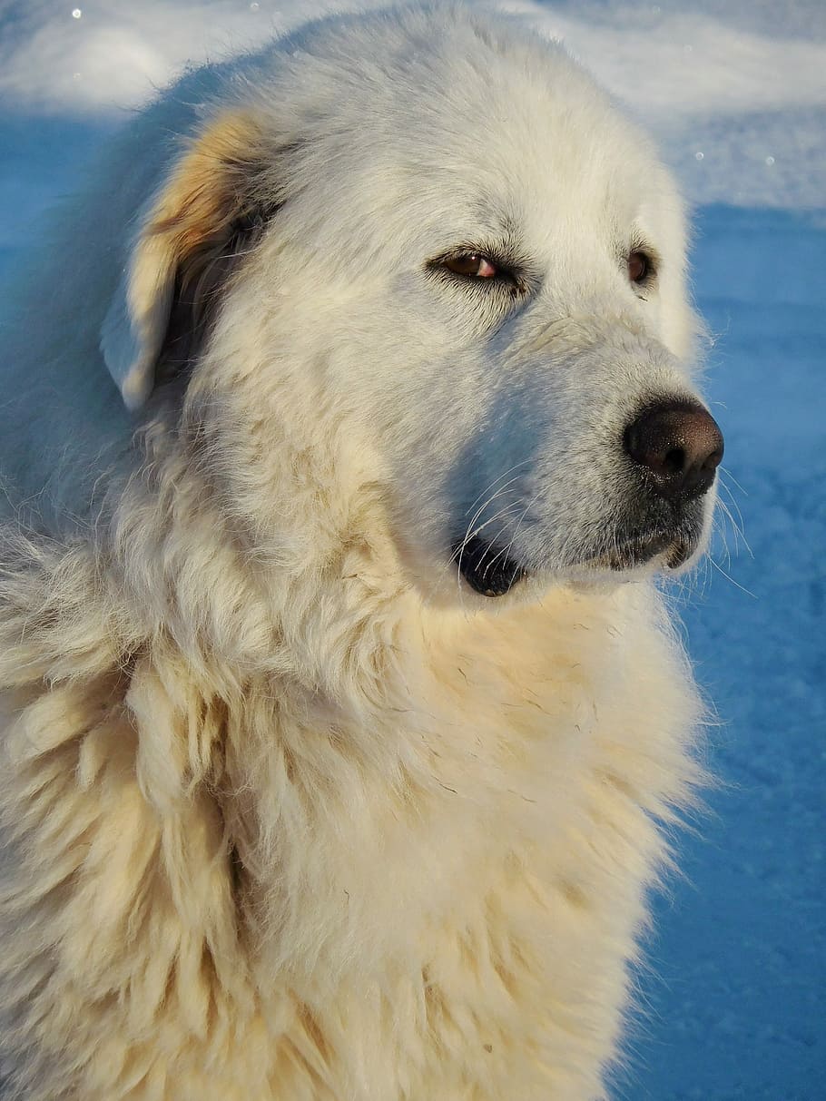 Gran Pirineo, Perro, Blanco, Nieve, Mascota, animal, canino, grande, montaña, raza pura