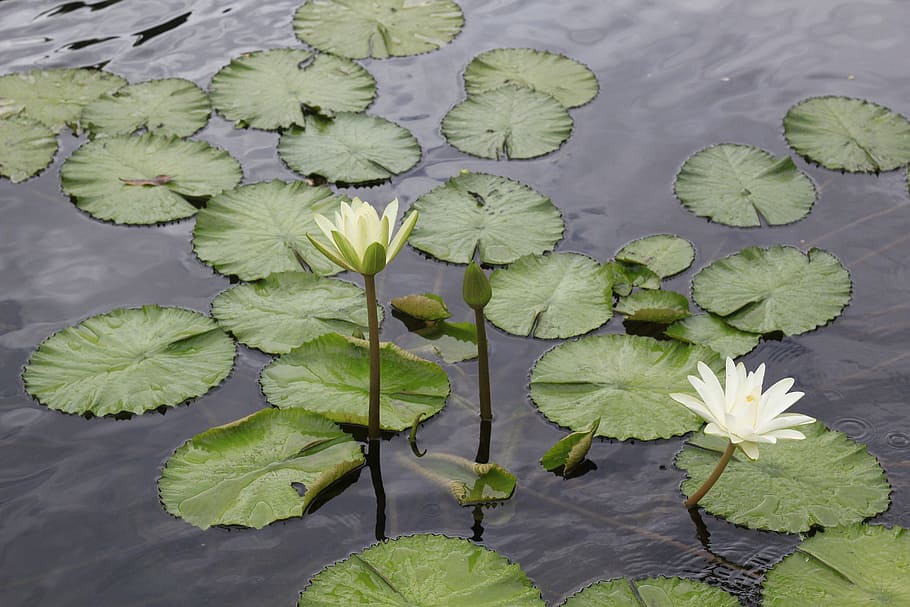 Lotus Flowers, Vietnam, Ao, watering the plants, gun cotton, leaf, flower, water lily, plant, green color