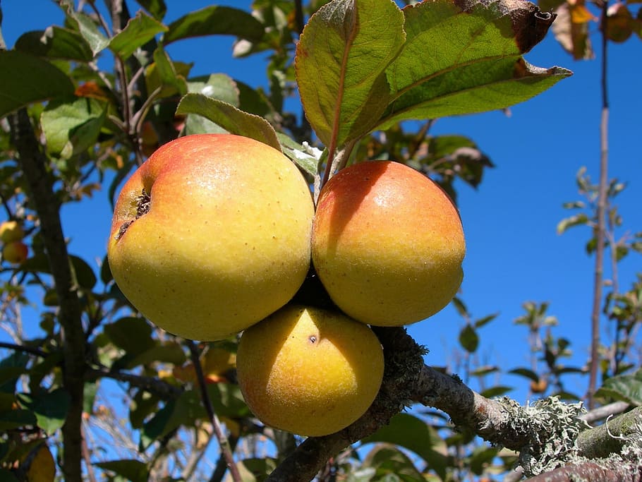 Apples, Fruit, Food, Fresh, growing, natural, eat, stem, macro, delicious