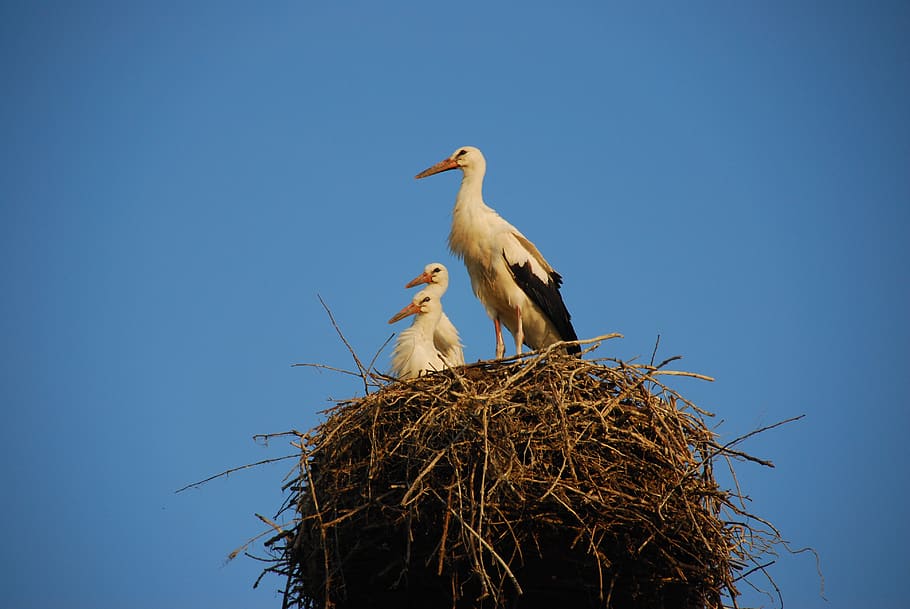 storchennest, stork, rattle stork, storks, lake neusiedl, hungary, bird, animal themes, animal nest, animal