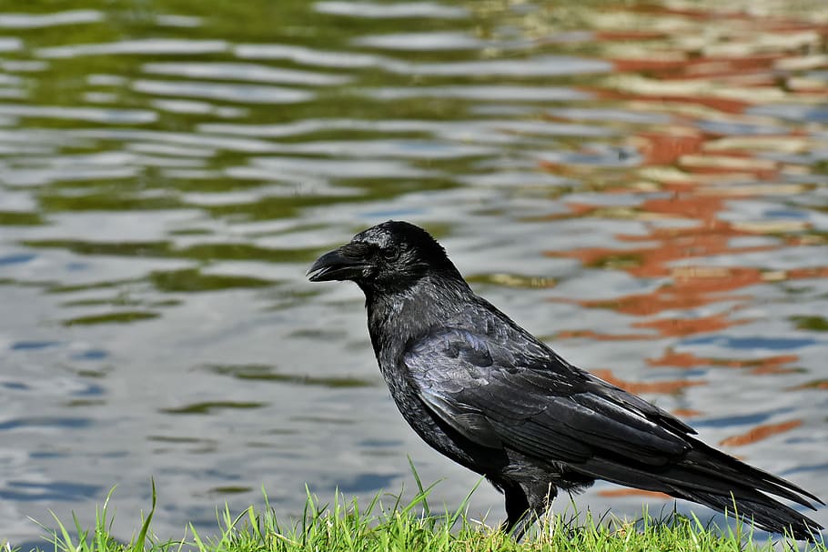 crow, raven bird, raven, black, nature, bill, carrion crows, common raven, animal, birds