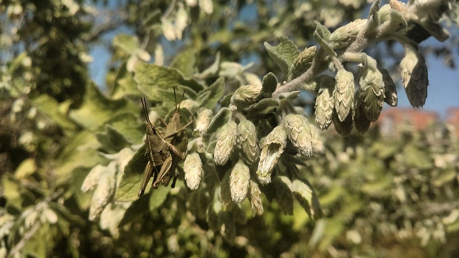 Chapulines.