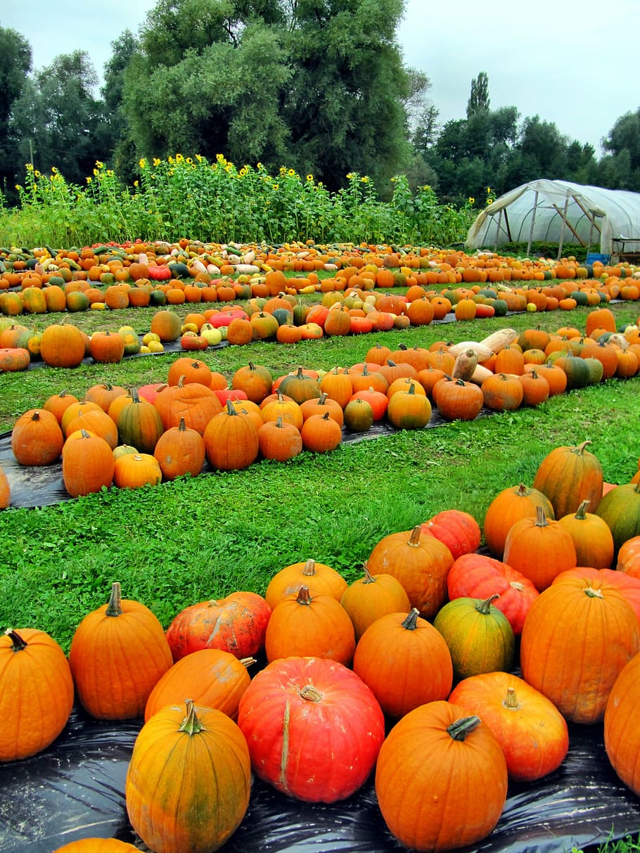 late summer, autumn, nature, plant, pumpkin, gourd, sunflower, squash, thanksgiving, orange