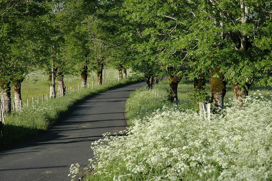 Landscape, Spring, Nature, Tree, White, path, grass, green, promenade, based