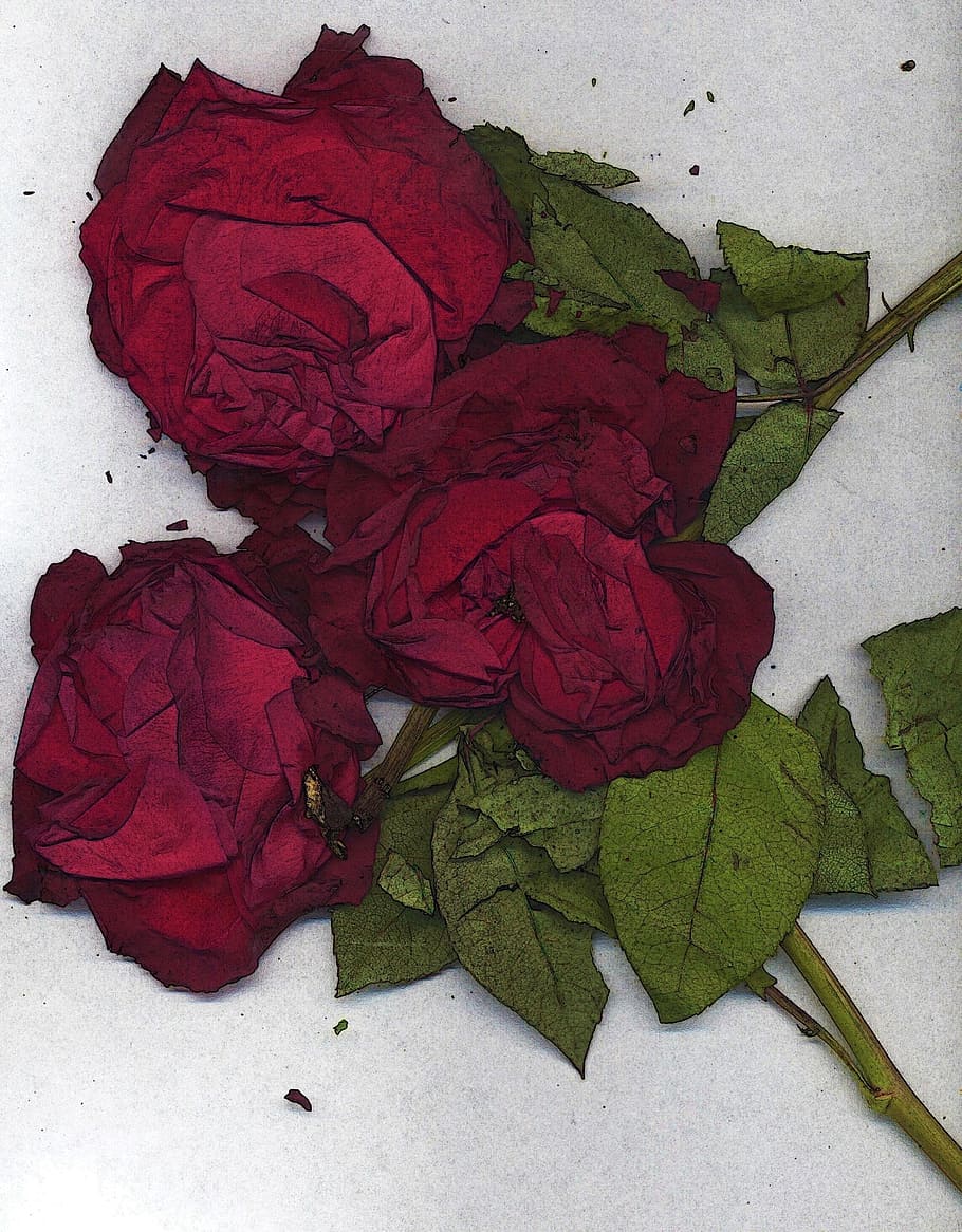 red, roses, white, surface, flowers, dried, artistic, art work, paintings, stems
