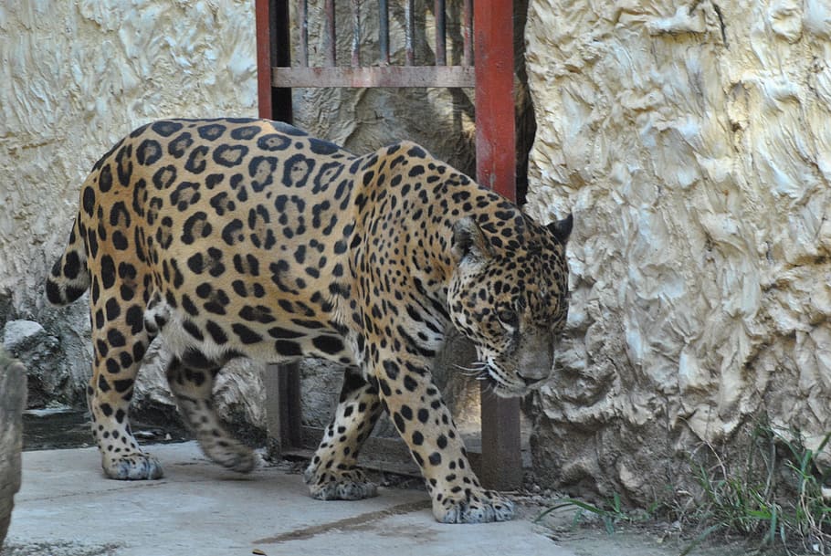 ジャガー 動物園 動物 動物のテーマ 哺乳類 猫 1匹の動物 大きな猫 動物の野生動物 脊椎動物 Pxfuel