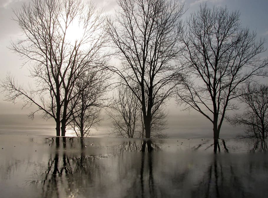 trees, winter, reflections, sunrise, landscape, morning, raining, silhouettes, branches, water