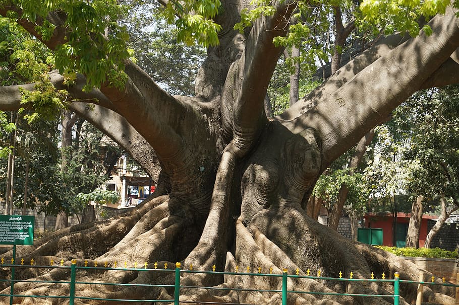 tree, 200 years old, bangalore, garden, plant, built structure, architecture, nature, day, building exterior