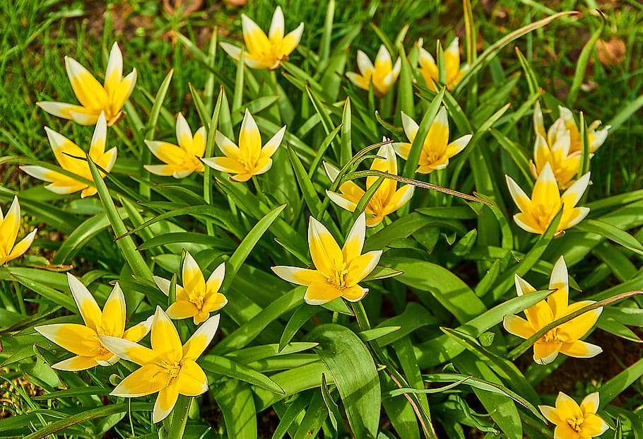 tulipa tarda, tulipa estrela, tulipa, família dos lírios, liliaceae, fechar, flor da primavera, amarelo-branco, branco, amarelo